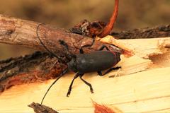 Ceroplesis ferrugator