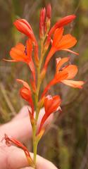 Watsonia minima