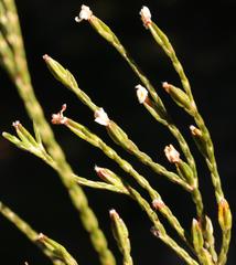 Lachnaea penicillata
