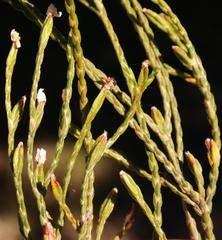 Lachnaea penicillata