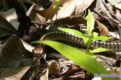 Dendrelaphis kopsteini