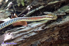 Dendrelaphis kopsteini