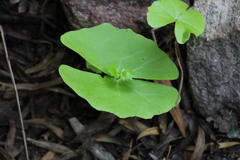 Chamira circaeoides
