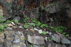 Chamira circaeoides