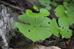 Chamira circaeoides