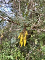 Sophora cassioides