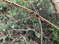 Anthracophyllum discolor