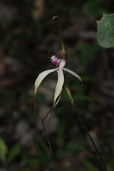 Caladenia heberleana