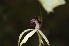 Caladenia heberleana