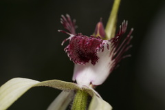 Caladenia heberleana