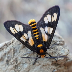 Eressa geographica
