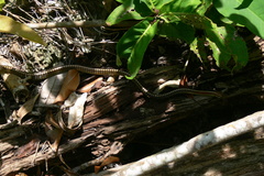 Dendrelaphis kopsteini