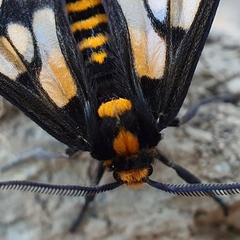 Eressa geographica