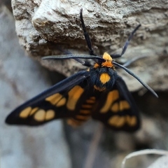 Eressa geographica