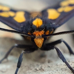 Eressa geographica