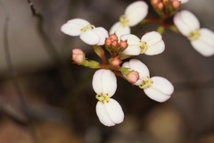 Stylidium junceum