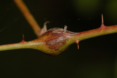 Neolasioptera nodulosa