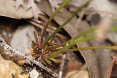 Stylidium junceum
