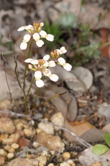 Stylidium junceum