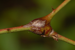 Neolasioptera nodulosa