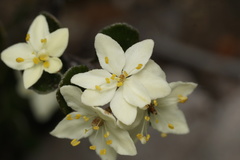 Asterolasia squamuligera