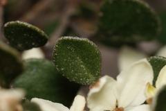 Asterolasia squamuligera