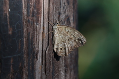 Neope goschkevitschii