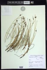 Amphiscirpus nevadensis