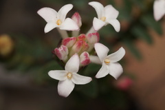 Pimelea preissii