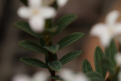 Pimelea preissii