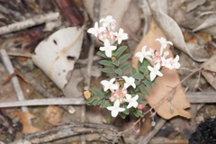 Pimelea preissii