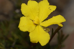 Hibbertia gracilipes