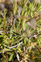 Hibbertia gracilipes