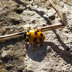 Hippodamia septemmaculata
