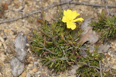 Hibbertia gracilipes