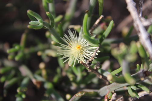 Mesembryanthemum geniculiflorum 2