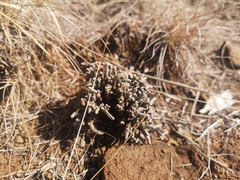 Anacampseros ustulata