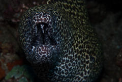 Gymnothorax favagineus