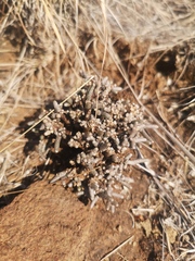 Anacampseros ustulata