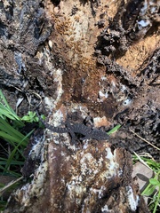 Christinus marmoratus