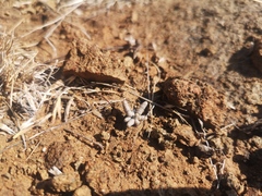 Anacampseros ustulata