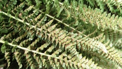 Polystichum lemmonii