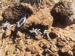 Anacampseros ustulata
