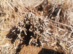 Anacampseros ustulata