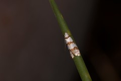 Chezala brachypepla