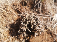 Anacampseros ustulata