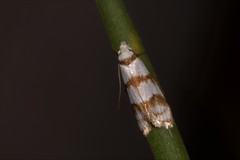 Chezala brachypepla