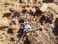Anacampseros ustulata