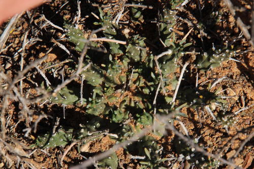 Euphorbia decepta