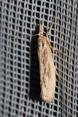 Agriphila tersellus